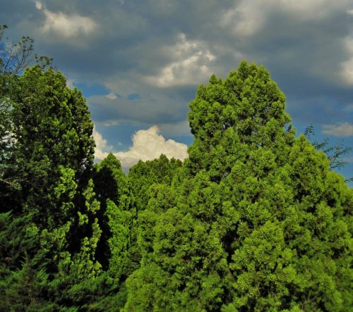 Conifers In The Sun