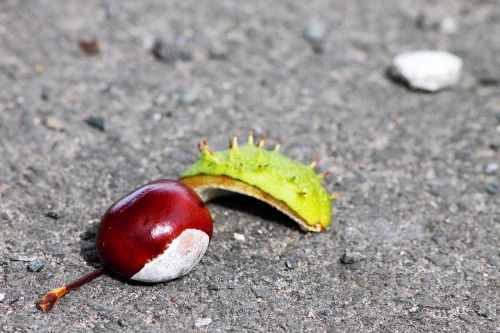 conker autumn season