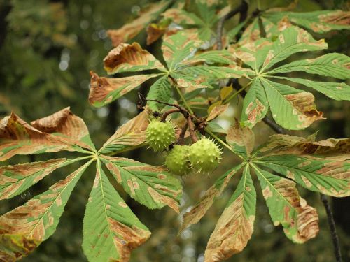 conker chestnut tree