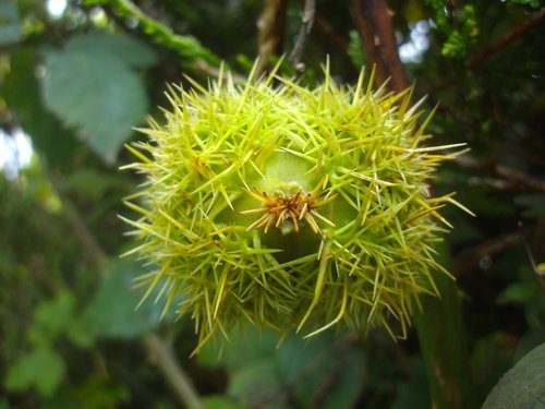 conker  autumn  fall