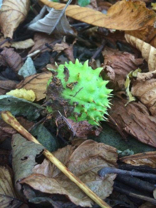 conker autumn fall