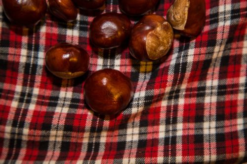 Conkers