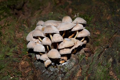 conocybe rickenii mushrooms vittorio veneto