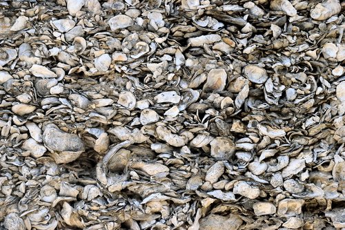 conquina shells  backdrop  shells