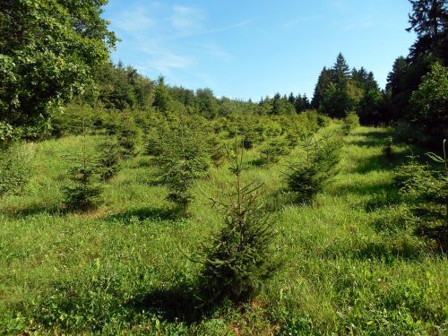 conservation pine trees