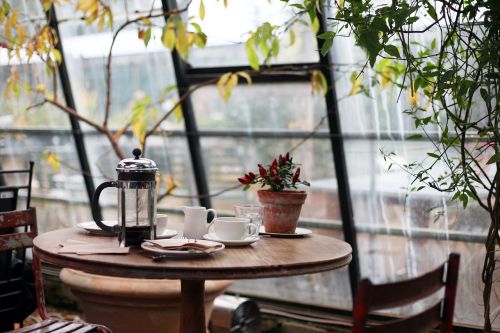 conservatory coffee plants