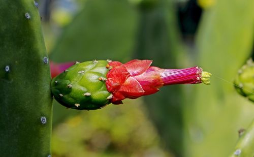 consolea moniliformis cactus flower