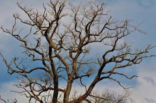 construction branches nature