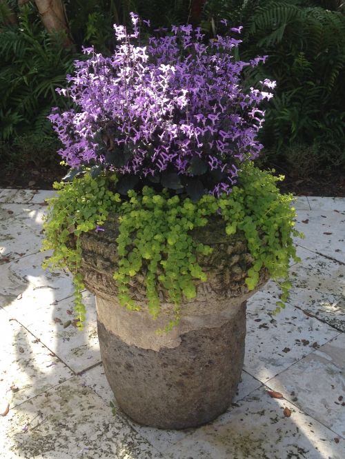 container garden creeping jenny mona lavender