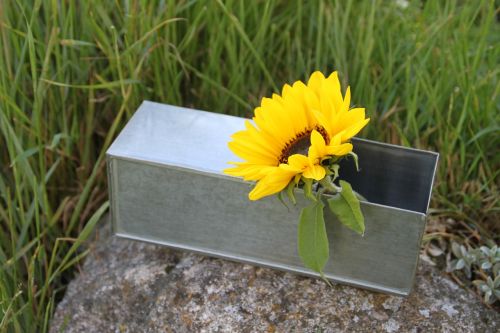 containing zinc sunflower