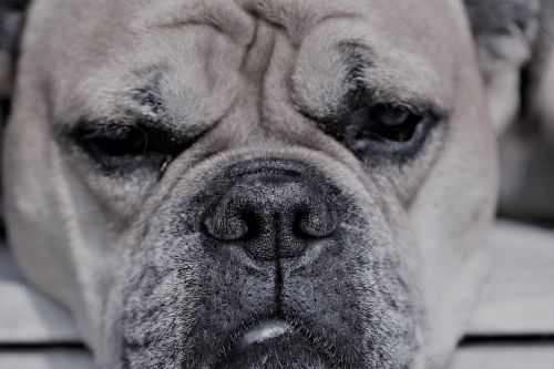 continental bulldog animal dog