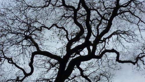 contrast tree depth perception