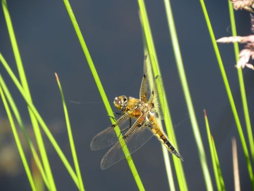 contrast dragonflies blade of grass