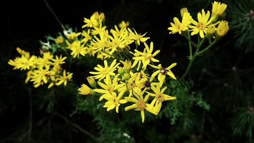 contrast flowers plants