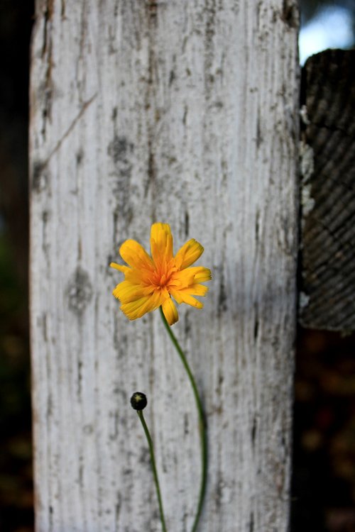 contrast  white  yellow