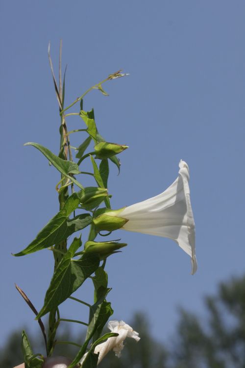 convolvulus arvensis flowers
