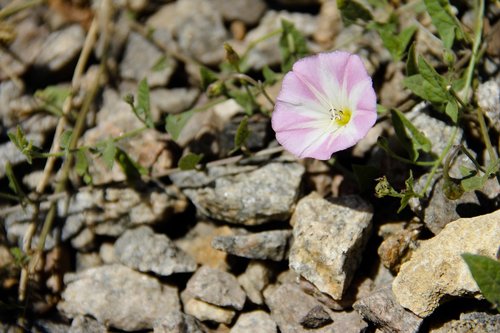 convolvulus arvensis  stones  flowers