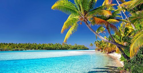 cook islands  beach  palm trees