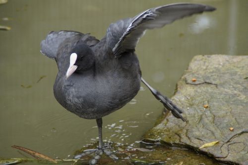 coot duck water bird