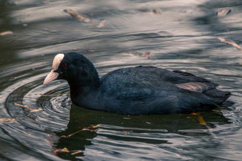 coot duck water bird