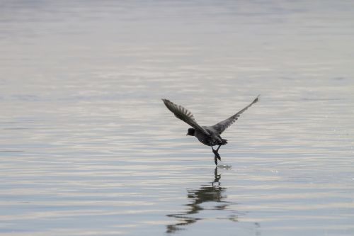 coot water bird wing