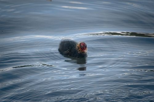 coot ralle chicks