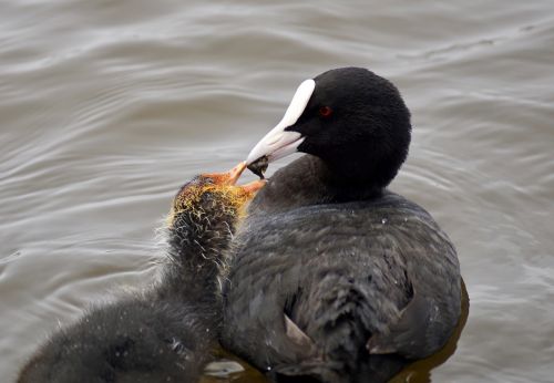 coot waterfowl plumage