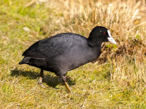 coot bird water bird