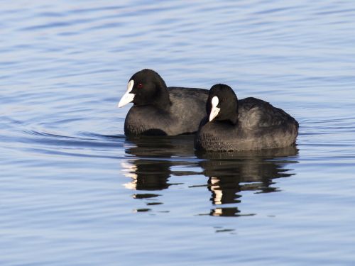 coot water bird bird