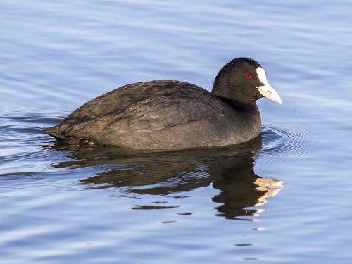 coot water bird bird