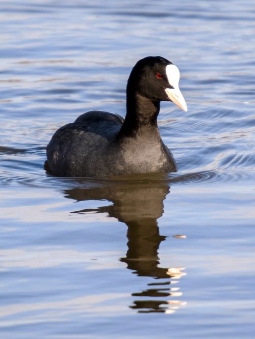 coot bird water bird