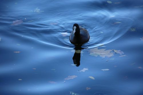 coot bird water bird