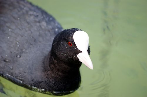 coot water bird bird