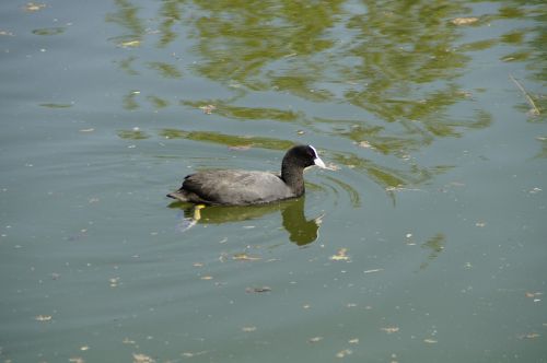 coot ralle water bird