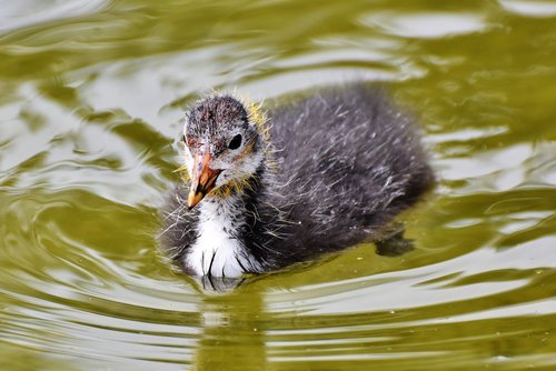 coot  duck  chicks