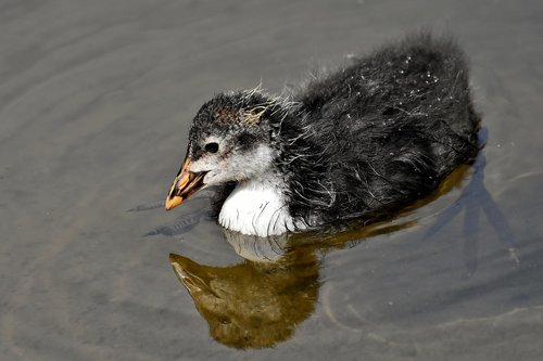 coot  chicks  animal