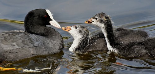 coot  chicks  feed
