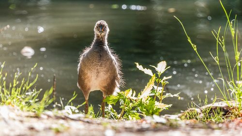 coot  young animal  water bird