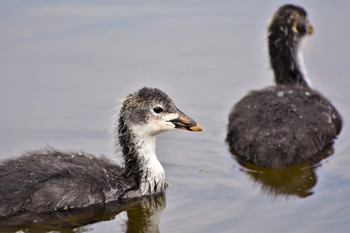 coot  duck  chicks