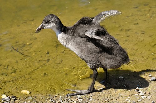 coot  chicks  wing
