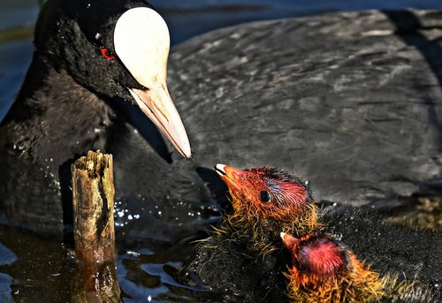 coot  bird  water bird