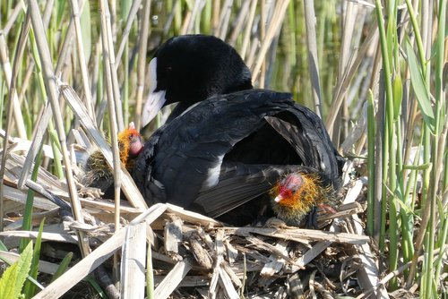 coot  chicks  nest