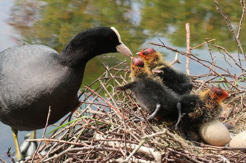 coot  nest  young