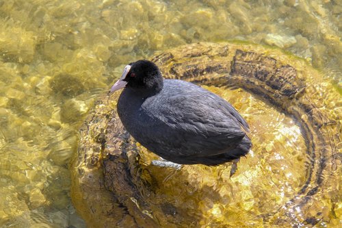 coot  bird  lake