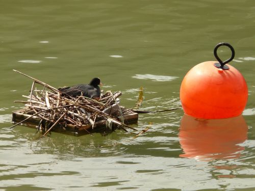 coot nest water