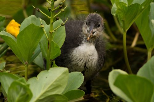 coot bird animal