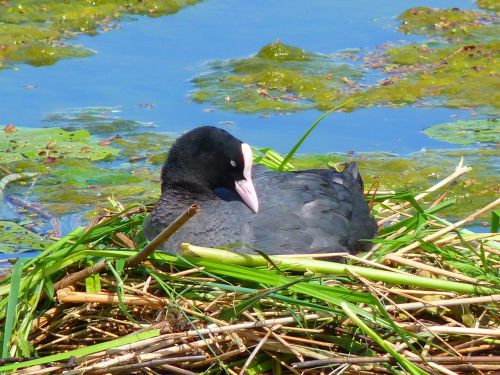 coot nest breed
