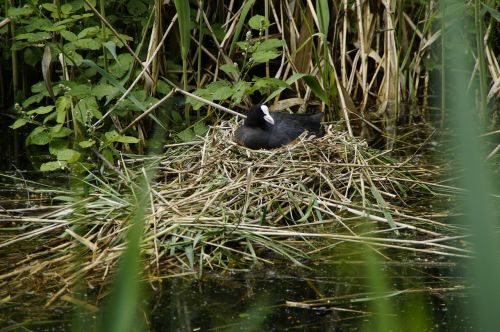 coot nest breed