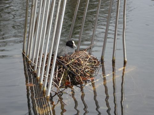 coot nest breed