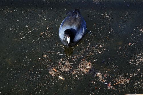 Coot In The Lake